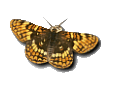 butterfly.gif (4881 bytes)